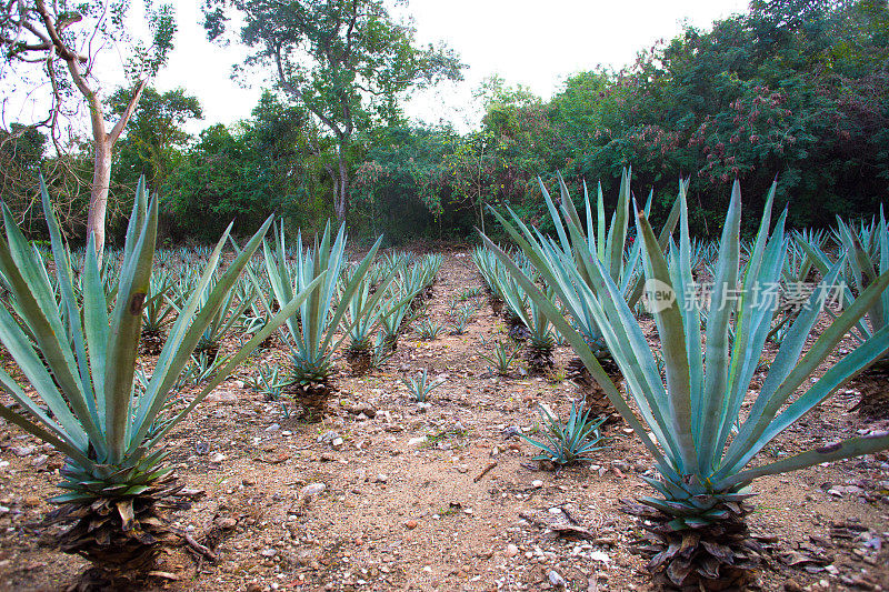 墨西哥尤卡坦:龙舌兰/剑麻植物田